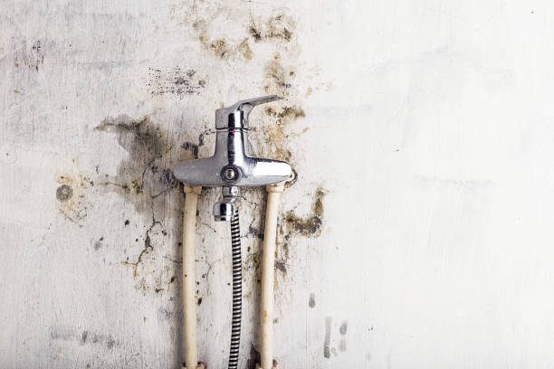 Best Best Mold Removal Companies  in East Franklin, NJ