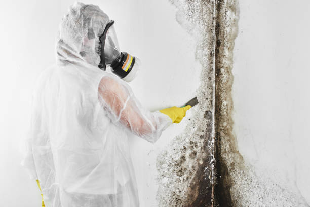 Best Certified Mold Removal  in East Franklin, NJ
