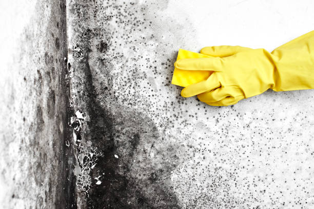 Best Mold Removal Company Near Me  in East Franklin, NJ