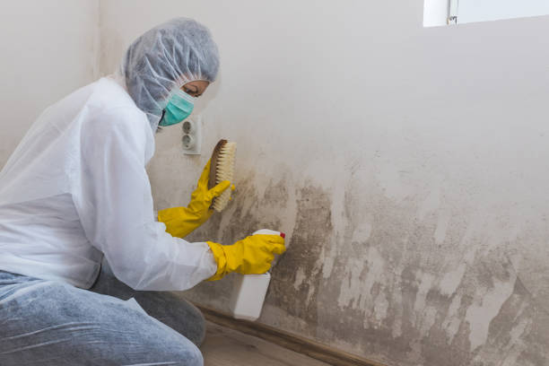 Home Mold Removal in East Franklin, NJ