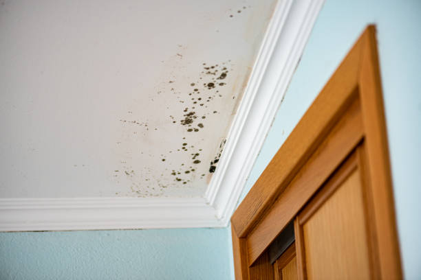 Mold Testing and Removal in East Franklin, NJ