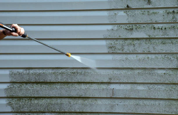 Best Professional Mold Removal  in East Franklin, NJ