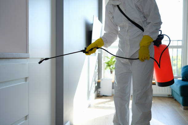 Best Professional Mold Removal  in East Franklin, NJ