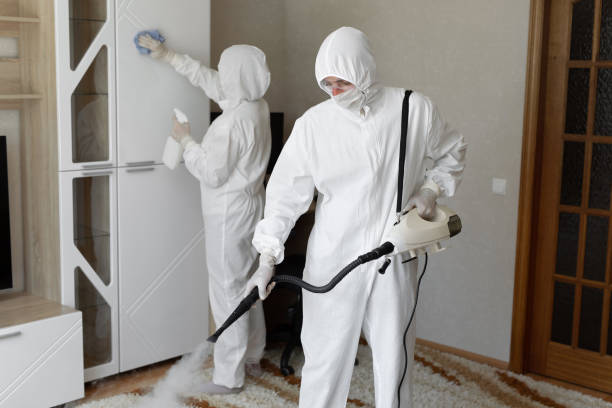 Best Best Mold Removal Companies  in East Franklin, NJ