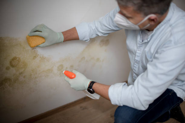 Best Office Mold Removal Services  in East Franklin, NJ