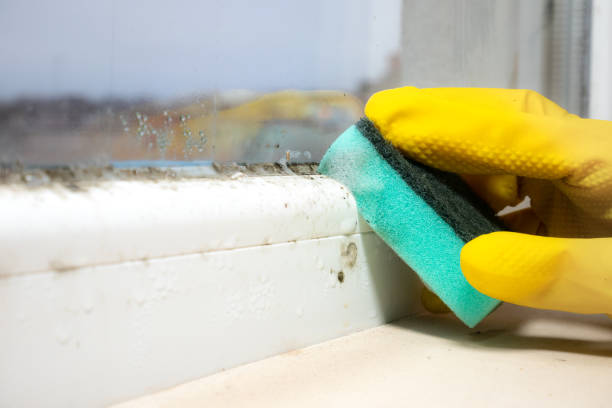 Best Commercial Mold Removal  in East Franklin, NJ