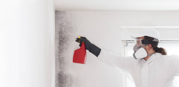 Best Residential Mold Removal  in East Franklin, NJ