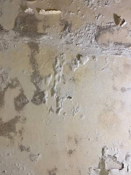 Best Home Mold Removal  in East Franklin, NJ