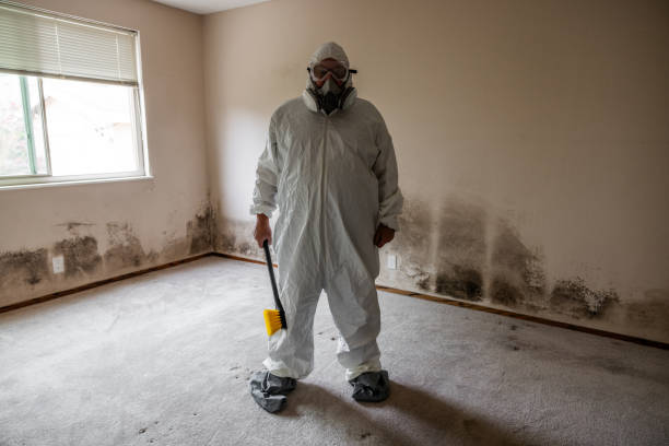 Best Home Mold Removal  in East Franklin, NJ