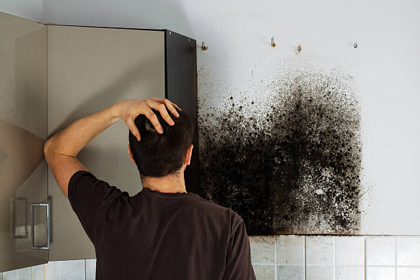 Best Mold Damage Repair  in East Franklin, NJ