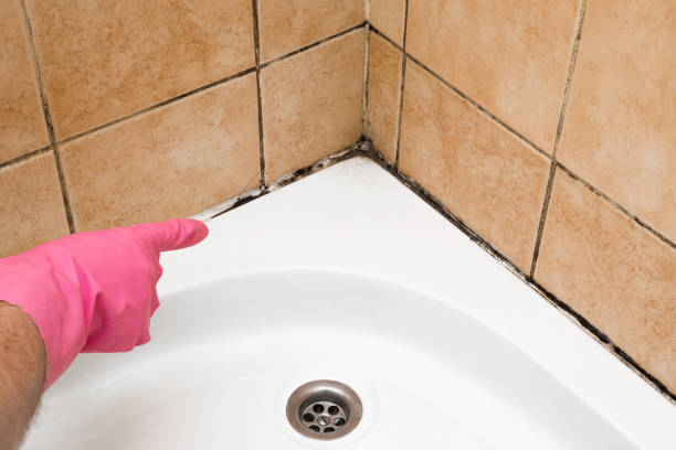 Best Home Mold Removal  in East Franklin, NJ